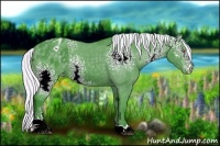 Horse Color:Watercolor White Spotted Silver Black Chinchilla Sabino Appaloosa 