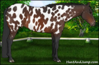 Horse Color:Bay Near Leopard 