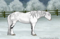 Horse Color:White Spotted Silver Brown Chinchilla Ice Dun Sabino Rabicano 