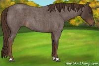 Horse Color:Liver Red Roan 