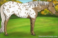 Horse Color:Silver Smoky Black Sabino Near Leopard 