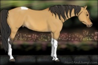 Horse Color:Bay Dun Tobiano 