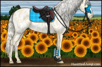 Horse Color:Cremello Appaloosa