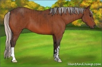 Horse Color:Bay and Silver Bay