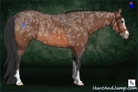 Horse Color:Bay Ice Sabino Rabicano 