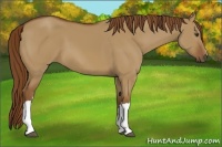 Horse Color:Red Dun 