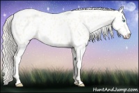 Horse Color:Cremello Roan Appaloosa 