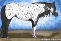 Horse Color:Blue Roan Appaloosa 