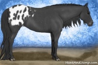 Horse Color:Blue Roan Appaloosa 