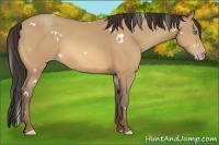 Horse Color:White Spotted Amber Champagne 