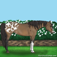 Horse Color:Bay Dun Appaloosa 