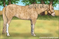 Horse Color:Chestnut  and Gold Champagne 