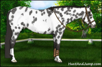 Horse Color:Liver Red Roan Frame Appaloosa