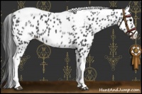 Horse Color:White Spotted Black Splash Tobiano Frame Appaloosa