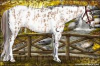 Horse Color:Amber Champagne Near Leopard  and Amber Champagne Frame Near Leopard 