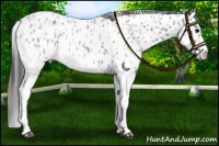 Horse Color:White Spotted Blue Roan Appaloosa Rabicano  and White Spotted Blue Roan Appaloosa Rabicano