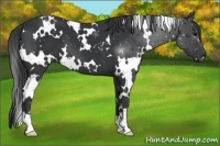 Horse Color:White Spotted Black