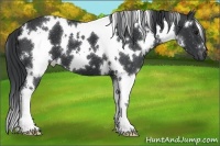 Horse Color:White Spotted Black 