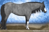 Horse Color:Blue Roan Varnish 
