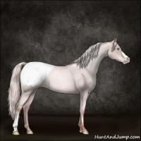 Horse Color:Gray Silver Amber Cream Champagne Roan Pearl Appaloosa