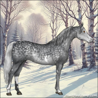 Horse Color:White Spotted Silver Black Chinchilla Sabino
