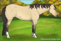Horse Color:Buckskin Dun