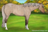 Horse Color:Silver Bay Roan Dun 