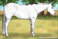 Horse Color:Bay Sabino Splash