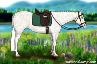 Horse Color:Cremello Appaloosa