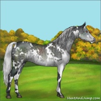Horse Color:White Spotted Silver Black Chinchilla 