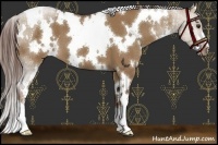 Horse Color:White Spotted Liver Red Dun 