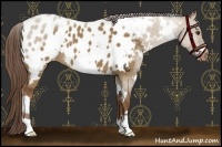 Horse Color:White Spotted Liver Red Dun Appaloosa 