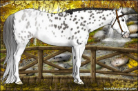 Horse Color:Grullo Splash Near Leopard 