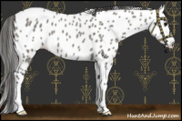 Horse Color:Grullo Roan Leopard 