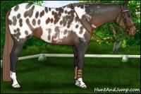 Horse Color:Liver Chestnut Appaloosa 