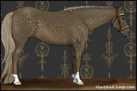 Horse Color:Chocolate Palomino 