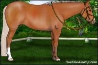 Horse Color:Silver Bay 