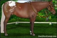 Horse Color:Silver Brown Appaloosa 