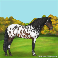 Horse Color:Brown Appaloosa 