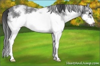 Horse Color:White Spotted Blue Roan Splash Frame Varnish 
