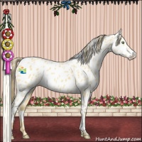 Horse Color:Amber Cream Champagne Appaloosa 