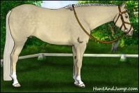Horse Color:Palomino 