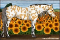 Horse Color:Buckskin Appaloosa 