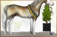 Horse Color:Liver Red Onyx Mushroom Splash 