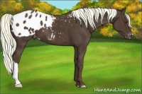 Horse Color:Liver Chestnut Appaloosa 