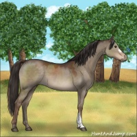 Horse Color:Liver Red Dun 