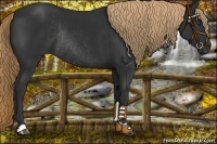 Horse Color:Liver Chestnut Rabicano 