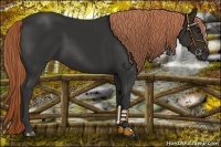 Horse Color:Liver Chestnut 