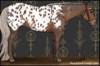 Horse Color:Silver Black Appaloosa 