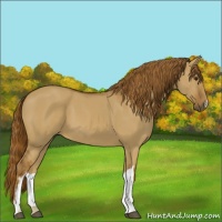 Horse Color:Red Dun 